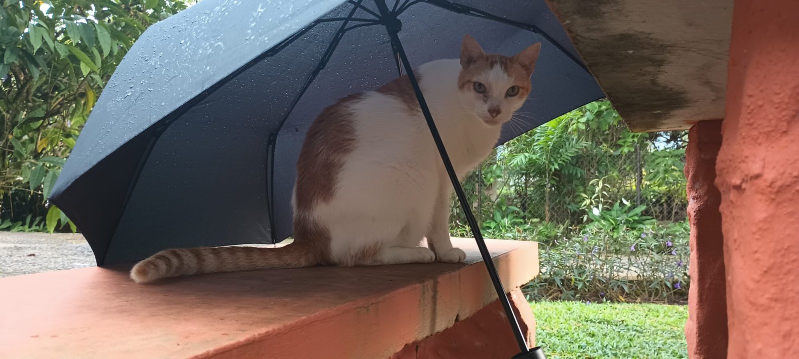 Bringing Your Pets into Panama: What Expats Need to Know